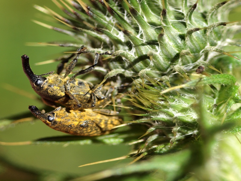 Curculionidae Larinus